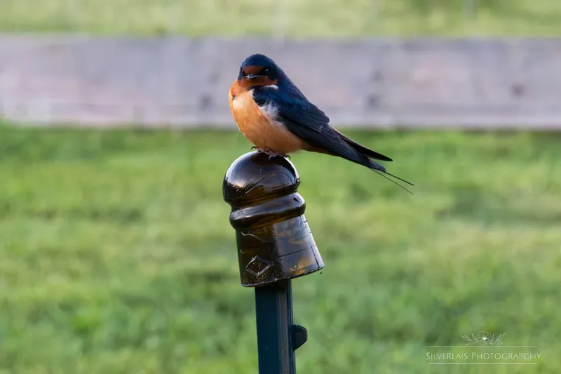 Barn Swallow