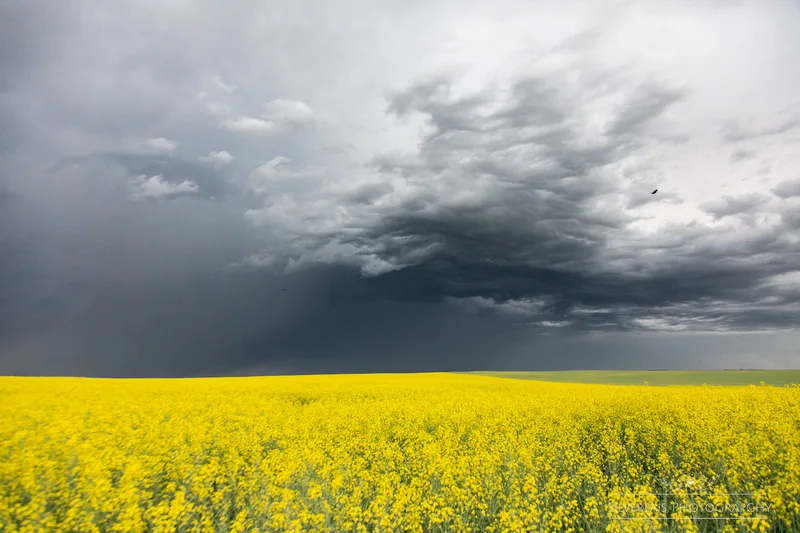 Canola Storm
