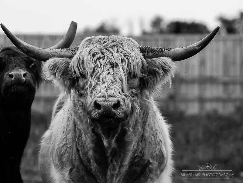 Hamish