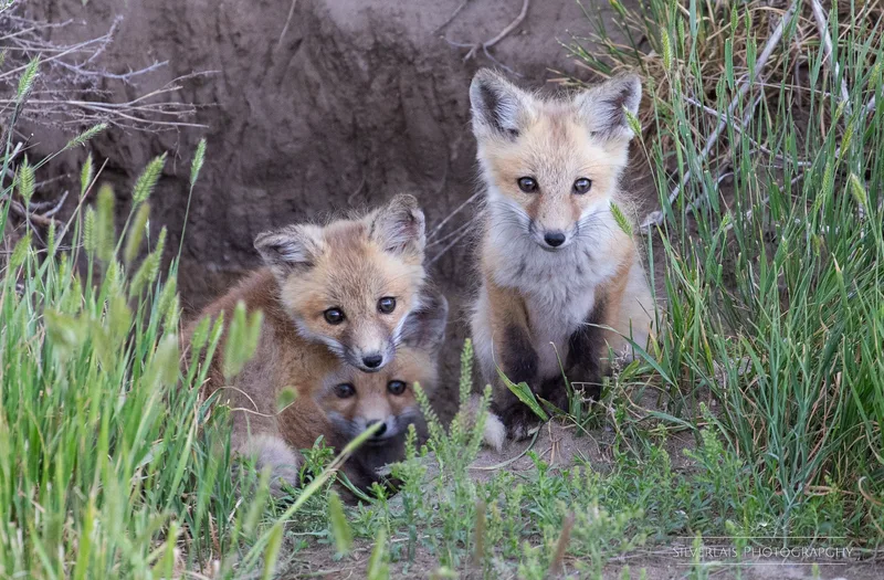 Fox Babies