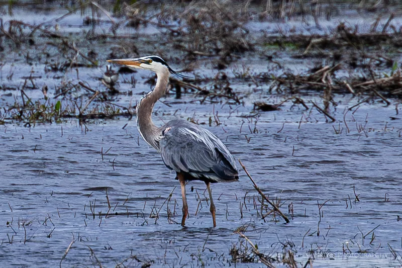 Great Blue Heron