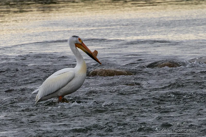 American Pelican