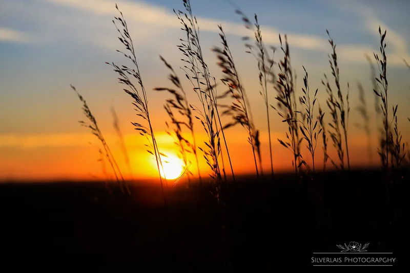 Grassy Sunset