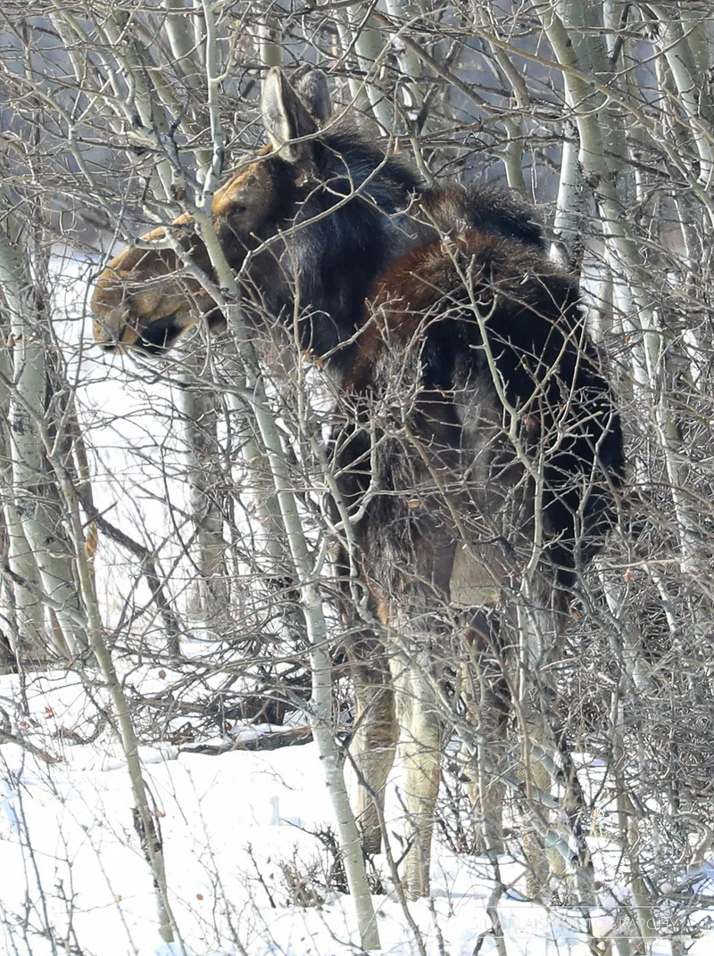 Camouflage