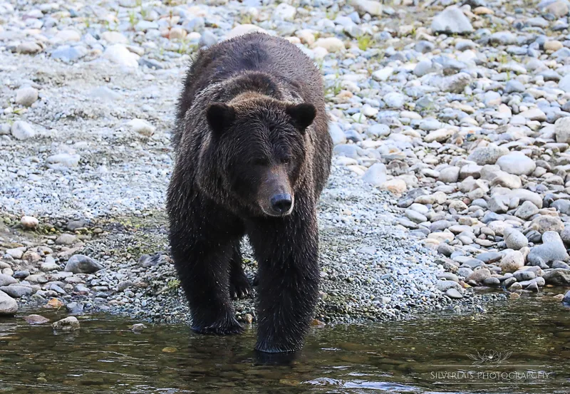 Bella  Coola Grizzly