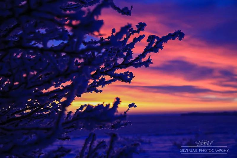 Purple Sunrise
