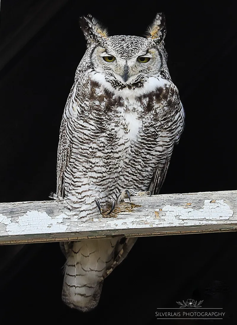 Great Horned Owl