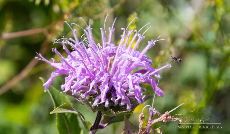 Wild Bergamont
