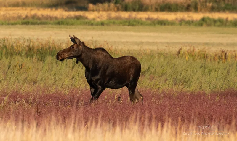 Autumn Moose