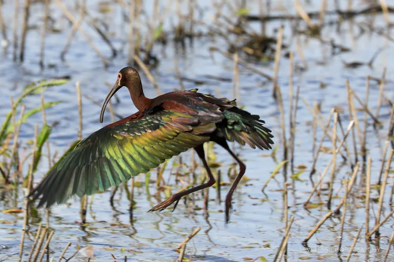 White Faced Ibis