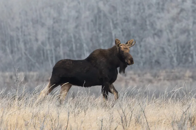 Scout Camp Moose