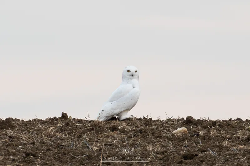 Snowy Owl